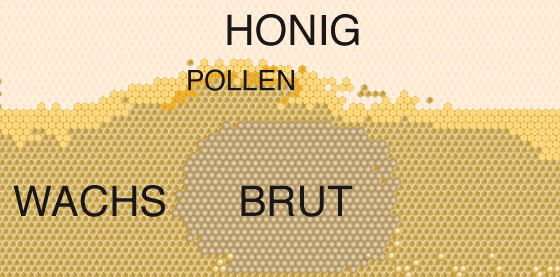 Bienenwabe. Im oberen Drittel der Wabe sieht man den schon verdeckelten Honig (hell). Darunter ist der Pollen zu erkennen. In der unteren Mitte befindet sich das Kreisrunde Brutnest.